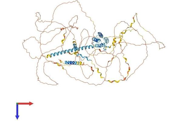 SRRM1 Protein (AA 1-946) (His tag)
