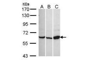 Image no. 1 for anti-Calcium Channel, Voltage-Dependent, beta 1 Subunit (CACNB1) (AA 360-523) antibody (ABIN467509) (CACNB1 Antikörper  (AA 360-523))