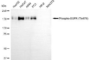 Western blotting analysis using phospho-EGFR (Thr678) antibody (ABIN7798463).