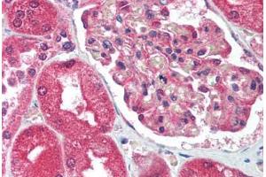 Human Kidney (formalin-fixed, paraffin-embedded) stained with ATF2 antibody ABIN213743 at 10 ug/ml followed by biotinylated goat anti-rabbit IgG secondary antibody ABIN481713, alkaline phosphatase-streptavidin and chromogen. (ATF2 Antikörper  (Thr51))