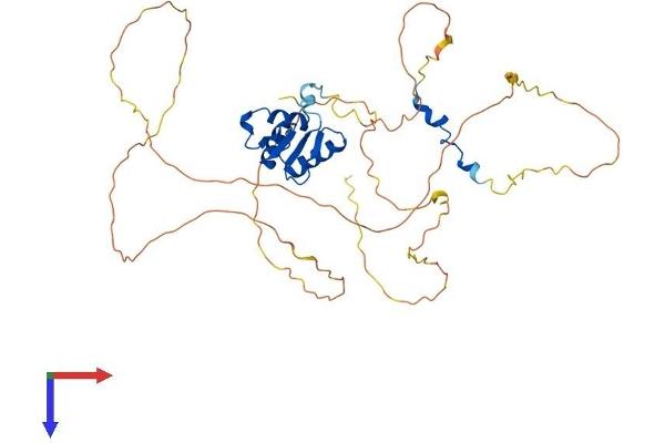 ELK4 Protein (AA 1-430) (His tag)