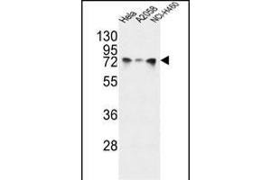 HS Antibody (Center) (ABIN651232 and ABIN2840144) western blot analysis in Hela,,NCI- cell line lysates (35 μg/lane). (GRP78 Antikörper  (AA 261-289))
