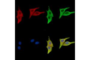 ABIN7096713 and ABIN7100778 staining HepG2 cells by IF/ICC. (CHRNE Antikörper)
