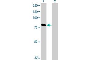 Western Blot analysis of ABCF3 expression in transfected 293T cell line by ABCF3 MaxPab polyclonal antibody. (ABCF3 Antikörper  (AA 1-709))