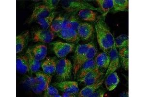 Immunofluorescence analysis of methanol-fixed HeLa cells using Phospho-NFkB p100(S866) Polyclonal Antibody (NFKB2 Antikörper  (pSer866))