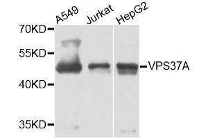 Western blot analysis of extracts of various cell lines, using VPS37A antibody.