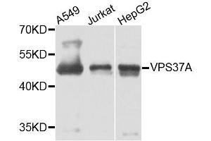 Western blot analysis of extracts of various cell lines, using VPS37A antibody. (VPS37A Antikörper  (AA 224-397))
