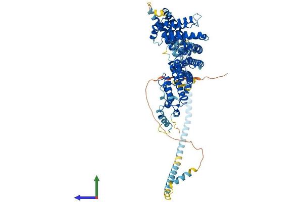 RINT1 Protein (AA 1-792) (His tag)