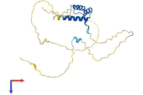 ISX Protein (AA 1-245) (His tag)