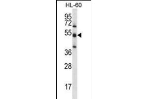 TOE1 Antibody (N-term) (ABIN656201 and ABIN2845522) western blot analysis in HL-60 cell line lysates (35 μg/lane). (TOE1 Antikörper  (N-Term))
