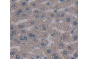 IHC-P analysis of Mouse Tissue, with DAB staining. (FGA Antikörper  (AA 34-255))