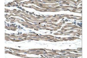 Image no. 1 for anti-Cytochrome C Oxidase Assembly Homolog 15 (COX15) (AA 101-150) antibody (ABIN321112) (COX15 Antikörper  (AA 101-150))
