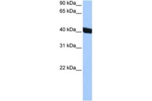 Western Blotting (WB) image for anti-Chitinase 3-Like 1 (Cartilage Glycoprotein-39) (CHI3L1) antibody (ABIN2463483) (CHI3L1 Antikörper)