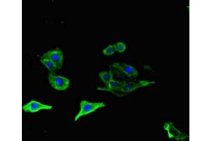 Immunofluorescent analysis of HepG2 cells using ABIN7162143 at dilution of 1:100 and Alexa Fluor 488-congugated AffiniPure Goat Anti-Rabbit IgG(H+L) (OLFML1 Antikörper  (AA 201-402))
