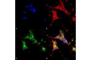 Immunocytochemistry/Immunofluorescence analysis using Mouse Anti-HCN4 Monoclonal Antibody, Clone N114/10 (ABIN2482535).