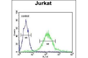GPRASP1 Antibody (C-term) (ABIN652013 and ABIN2840496) flow cytometric analysis of Jurkat cells (right histogram) compared to a negative control cell (left histogram).