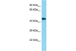 Host: Rabbit Target Name: C3orf32 Sample Type: Fetal Brain lysates Antibody Dilution: 1.