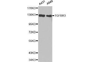 Western Blotting (WB) image for anti-Transforming Growth Factor, beta Receptor III (TGFBR3) (AA 140-340) antibody (ABIN1683014) (TGFBR3 Antikörper  (AA 140-340))
