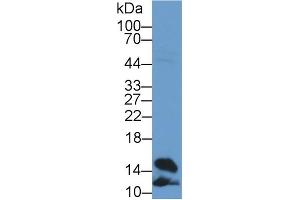 Western Blot; Sample: Rat Heart lysate; Primary Ab: 2µg/ml Rabbit Anti-Rat FABP4 Antibody Second Ab: 0. (FABP4 Antikörper  (AA 2-132))