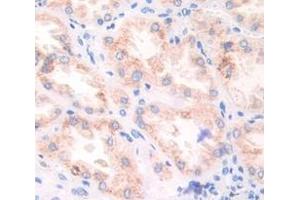 IHC-P analysis of Kidney tissue, with DAB staining. (Fibronectin Antikörper  (AA 2206-2337))