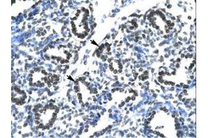 Claudin 17 antibody  (AA 103-152)