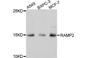 Western blot analysis of extracts of various cell lines, using RAMP2 antibody (ABIN5971573) at 1/1000 dilution. (RAMP2 Antikörper)