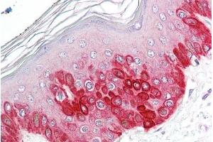 ABIN263157 (3. (ATG16L1 Antikörper  (Internal Region))