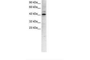 Image no. 1 for anti-Transcription Factor-Like 5 (Basic Helix-Loop-Helix) (TCFL5) (AA 219-268) antibody (ABIN6735773) (TCFL5 Antikörper  (AA 219-268))