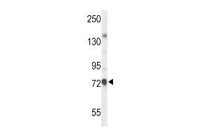 Western blot analysis of CHAT Antibody (N-term) (ABIN653544 and ABIN2842929) in mouse liver tissue lysates (35 μg/lane). (Choline Acetyltransferase Antikörper  (N-Term))