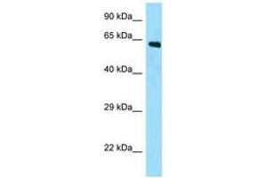 Image no. 1 for anti-APC Membrane Recruitment Protein 2 (AMER2) (N-Term) antibody (ABIN6748285)