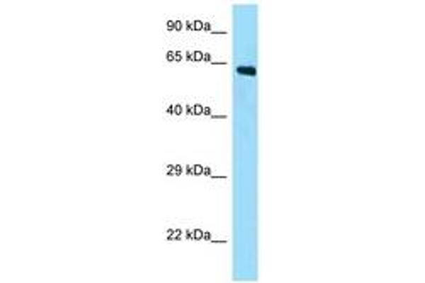 AMER2 anticorps  (N-Term)