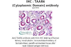 Image no. 1 for anti-Trace Amine Associated Receptor 6 (TAAR6) (3rd Cytoplasmic Domain) antibody (ABIN1739863) (TAAR6 Antikörper  (3rd Cytoplasmic Domain))