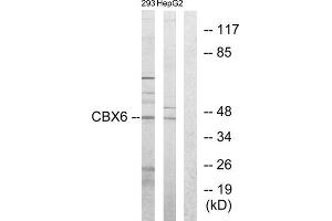 Western blot analysis of extracts from 293 cells and HepG2 cells, using CBX6 antibody. (CBX6 Antikörper  (N-Term))
