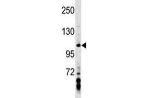AXIN1 antibody western blot analysis in MDA-MB453 lysate. (Axin Antikörper  (AA 330-359))