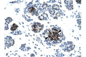 LIG4 antibody was used for immunohistochemistry at a concentration of 4-8 ug/ml to stain Epithelial cells of pancreatic acinus (lndicated with Arrows) in Human Pancreas.