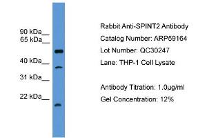 WB Suggested Anti-SPINT2  Antibody Titration: 0. (SPINT2 Antikörper  (Middle Region))