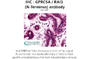 Image no. 1 for anti-G Protein-Coupled Receptor, Family C, Group 5, Member A (GPRC5A) (Extracellular Domain), (N-Term) antibody (ABIN1735210) (GPRC5A Antikörper  (Extracellular Domain, N-Term))