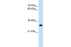Western Blotting (WB) image for anti-T-Cell Acute Lymphocytic Leukemia 1 (TAL1) antibody (ABIN2463873) (TAL1 Antikörper)