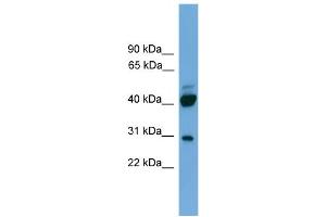 WB Suggested Anti-PRR5  Antibody Titration: 0. (PRR5 Antikörper  (N-Term))