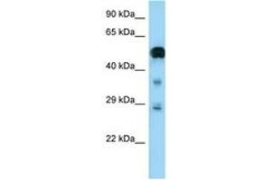 Image no. 1 for anti-Neurofibromin 2 (NF2) (AA 357-406) antibody (ABIN6748185) (Merlin Antikörper  (AA 357-406))