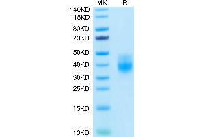 Biotinylated Human NKG2A&CD94 on Tris-Bis PAGE under reduced condition.