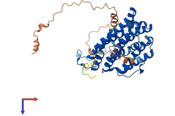 RRM2 Protein (AA 1-389) (His tag)