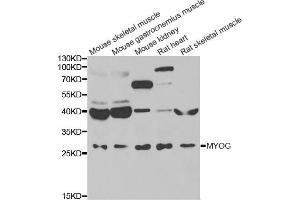 Western blot analysis of extracts of various cell lines, using MYOG antibody (ABIN5974015) at 1/1000 dilution. (Myogenin Antikörper)