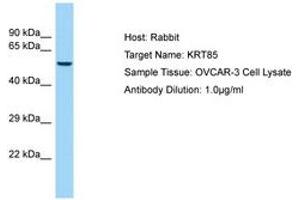 Image no. 1 for anti-Keratin 85 (KRT85) (AA 88-137) antibody (ABIN6750012) (Keratin 85 Antikörper  (AA 88-137))