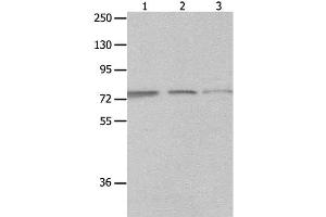 Western Blot analysis of A549, Jurkat and 293T cell using MAGED1 Polyclonal Antibody at dilution of 1:1200