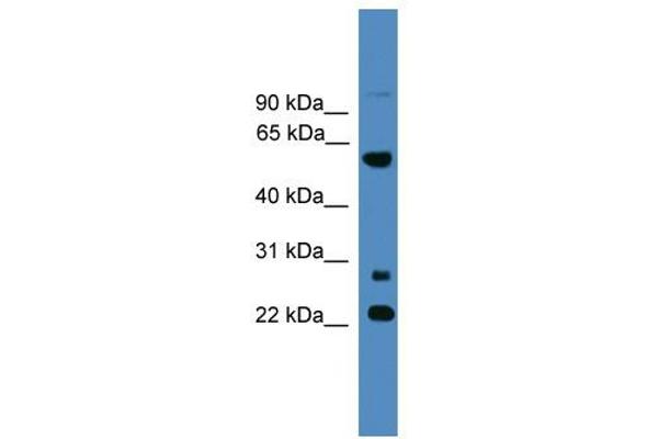 MNS1 antibody  (N-Term)