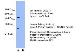 Host: Rabbit  Target Name: SOX5  Sample Tissue: HepG2 cell lysatesLane A:  Primary Antibody Lane B:  Primary Antibody + Blocking Peptide Primary Antibody Concentration: 2. (SOX5 Antikörper  (C-Term))