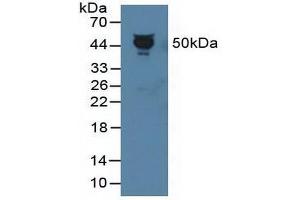 Figure. (PEDF Antikörper  (AA 21-415))