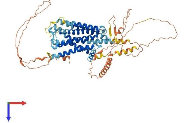 ADRA1D Protein (AA 1-572) (His tag)