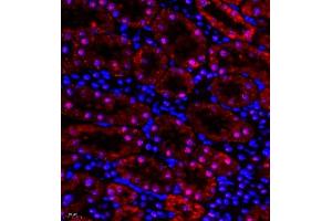 Immunofluorescence of paraffin embedded rat kidney using HOXC9 (ABIN7074251) at dilution of 1:650 (400x lens) (HOXC9 Antikörper)